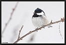 Zwarte Mees, Coal Tit, Periparus ater Location: Ellmau, Austria zwarte mees MG 4807 kopie